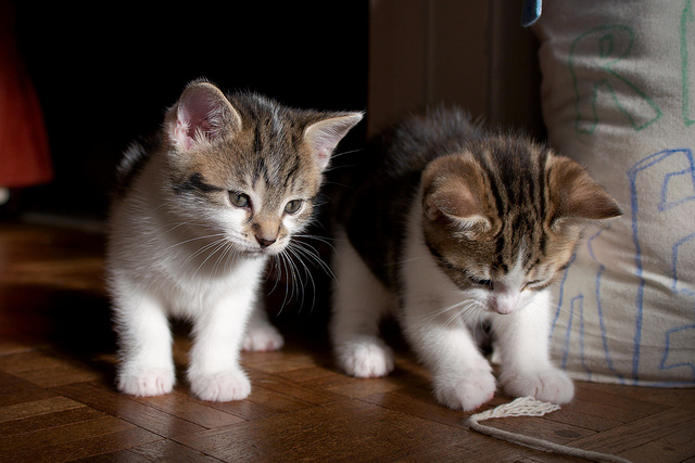 Kranz Cats