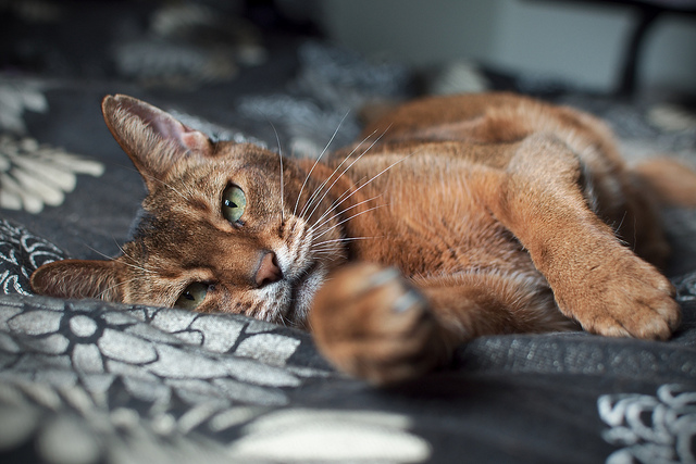 Simba (RIP)
