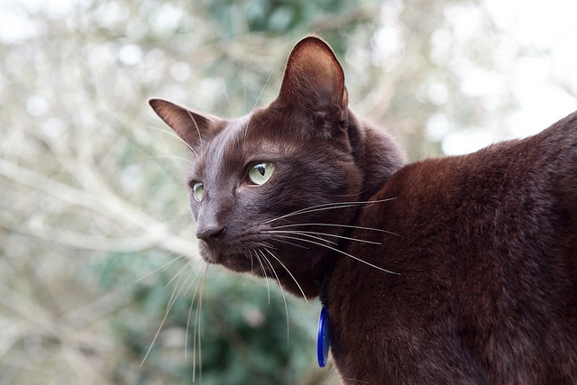 Other Domestic Cats