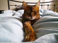 Loki on the duvet